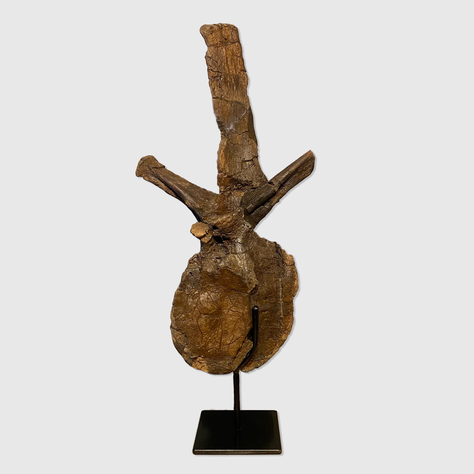 Natural History Edmontosaurus Vertebrae for sale