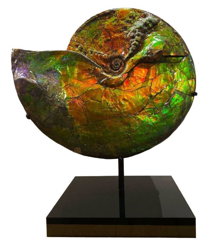Natural History, Iridescent Ammonite