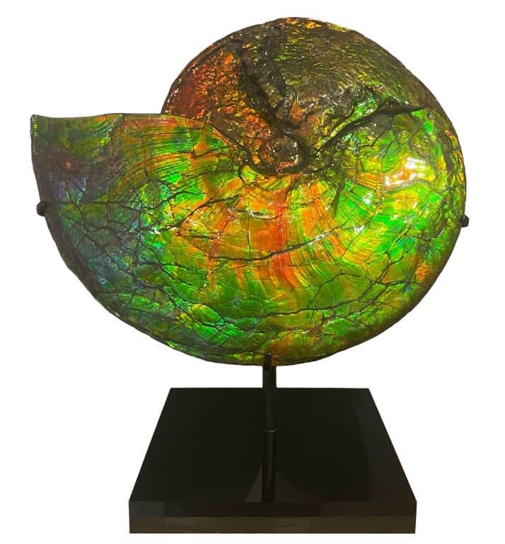 Natural History, Iridescent Ammonite