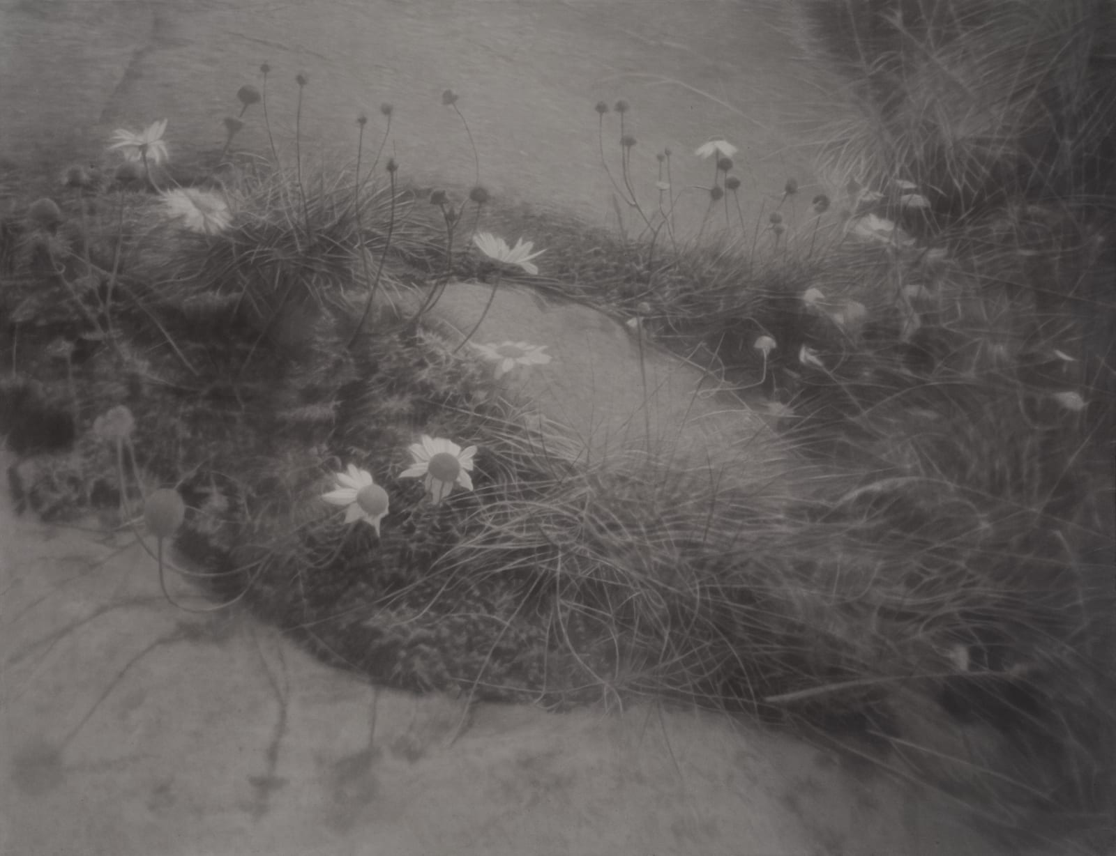 Gunnel Wåhlstrand, Small Flowers Below Puddle, 2021