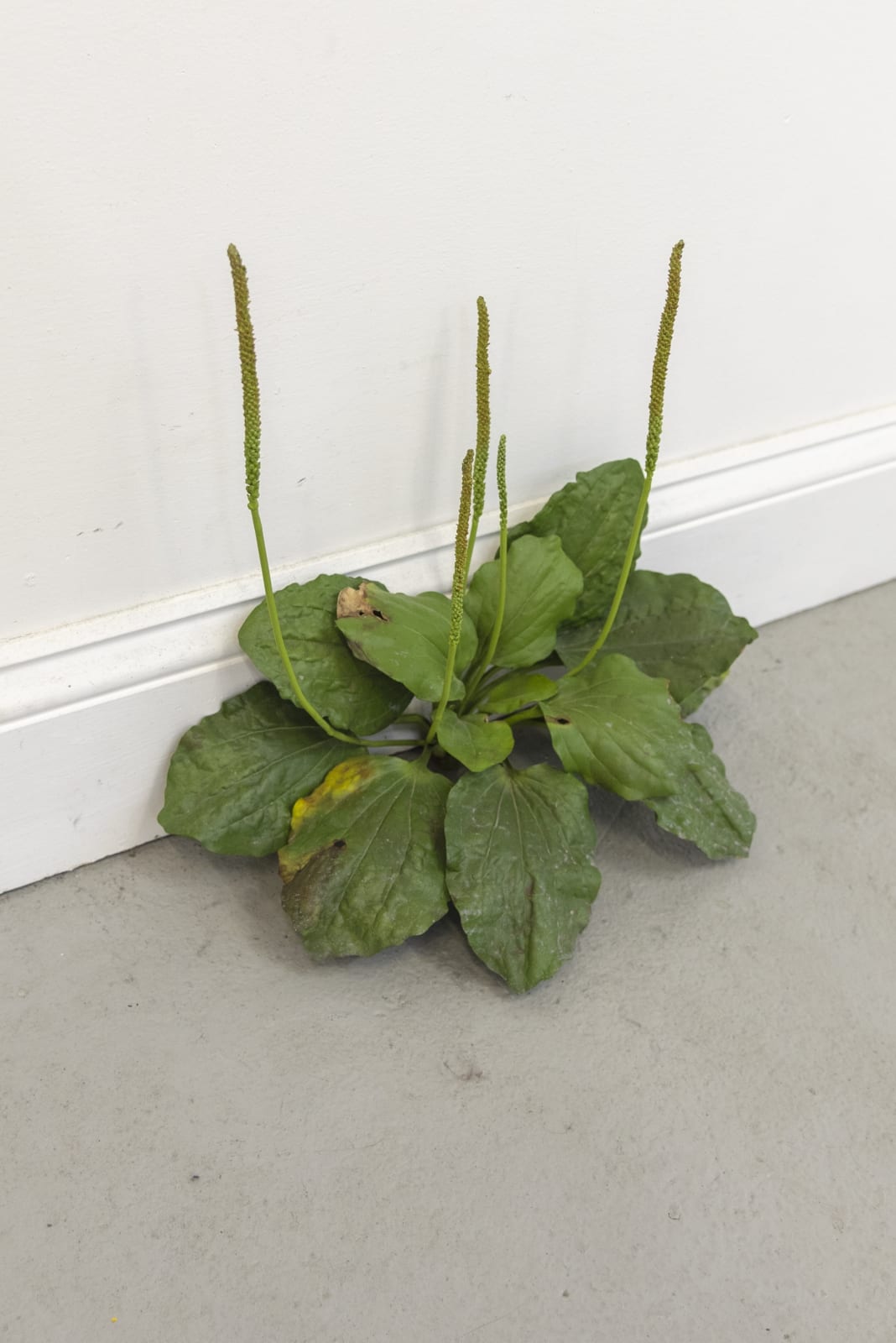 Tony Matelli, Weed 302, 2014