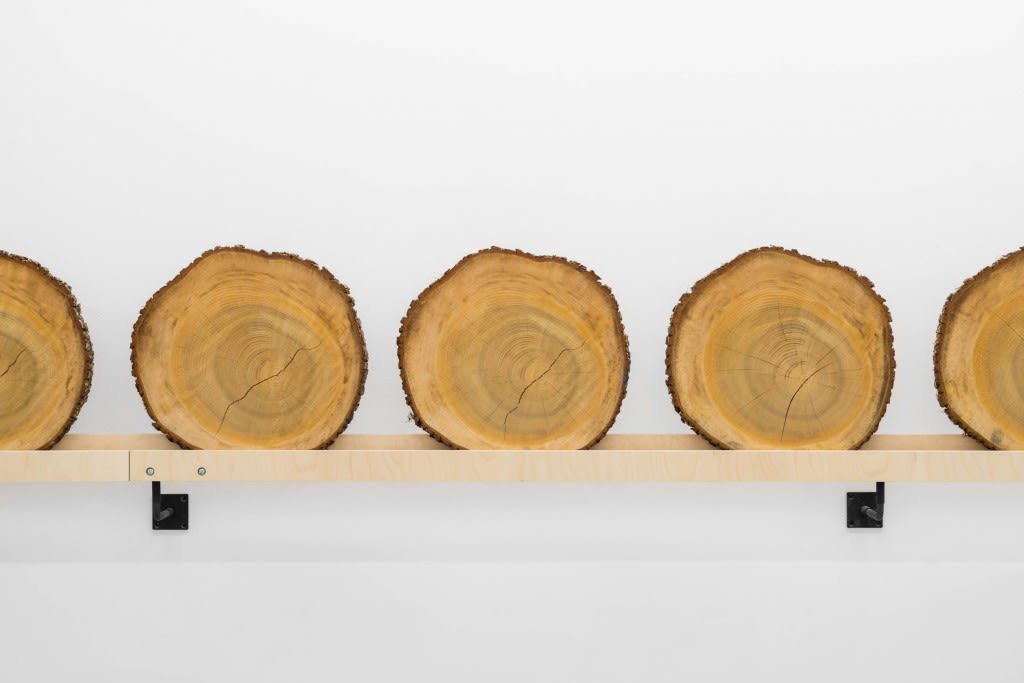 Xavier Veilhan, Cedar, 2015