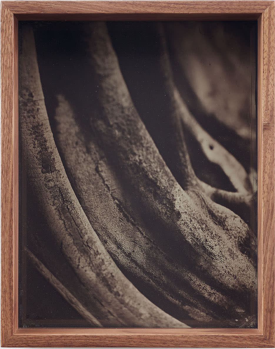 Martín Soto Climent, Detail (Collodion 8), 2020