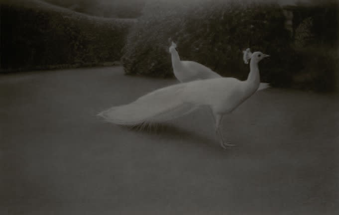 Gunnel Wåhlstrand, White Peacocks, 2007/2009