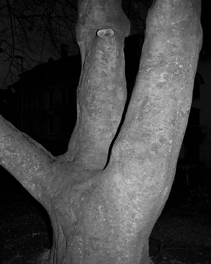 Santiago Mostyn, Bergen Claw Tree, 2012