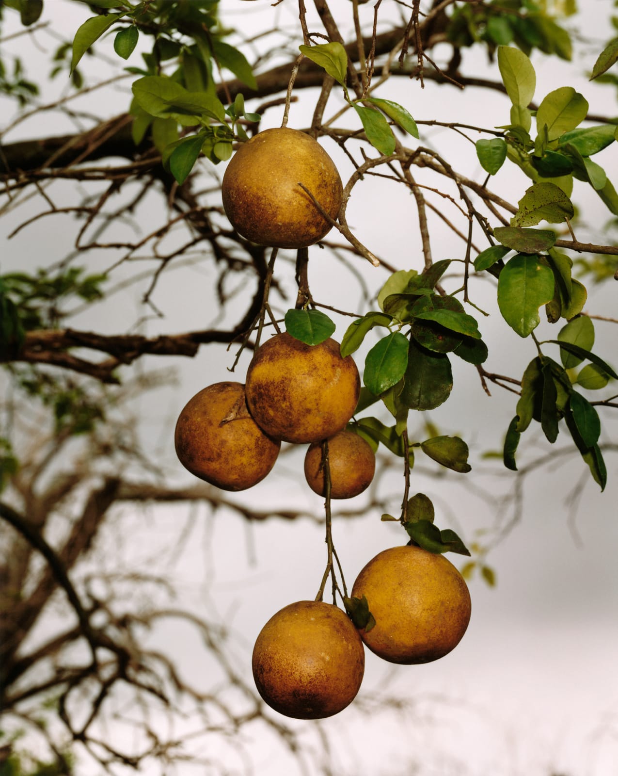Roe Ethridge, Orange Grove #4, 2004
