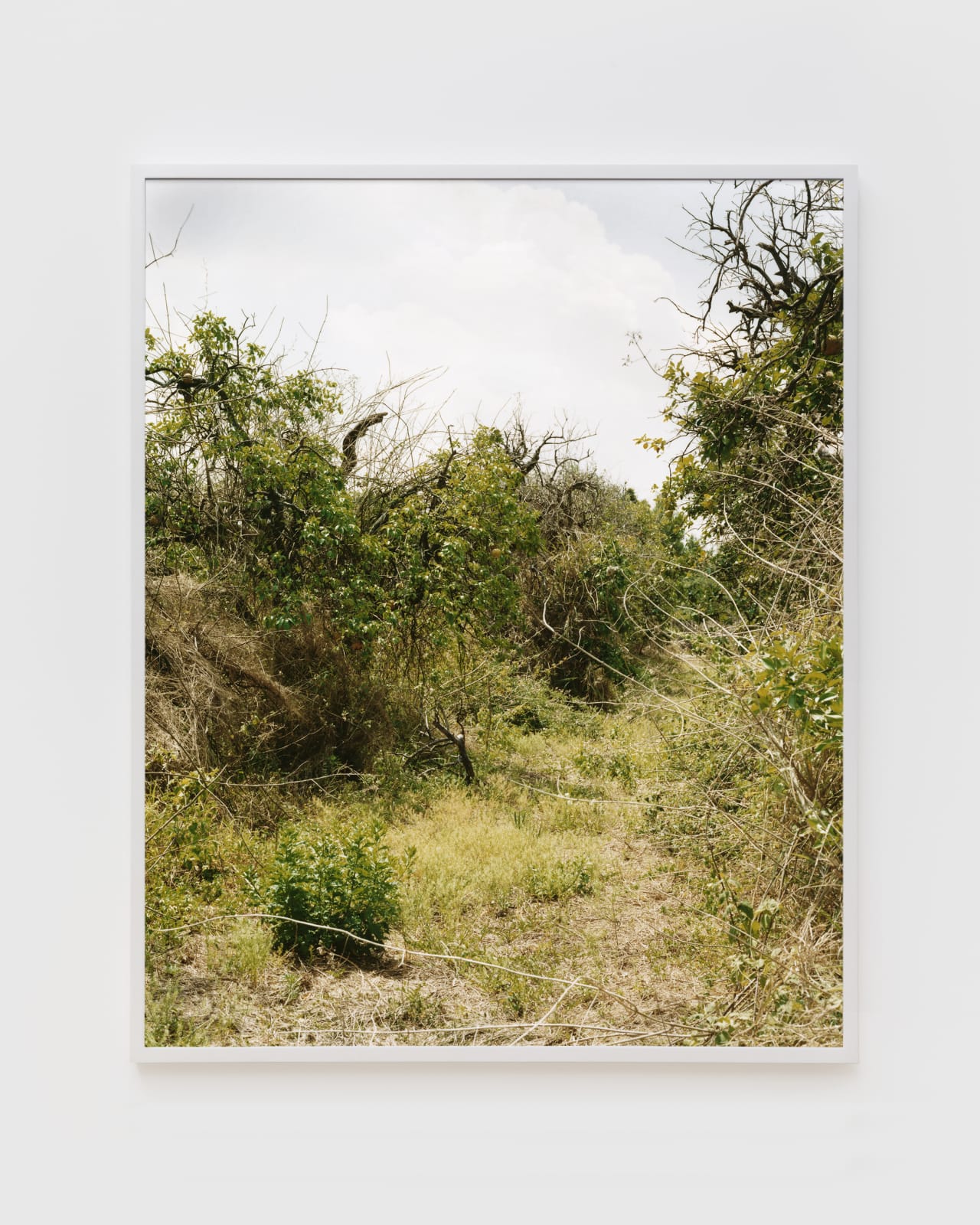 Roe Ethridge, Orange Grove #2, 2004