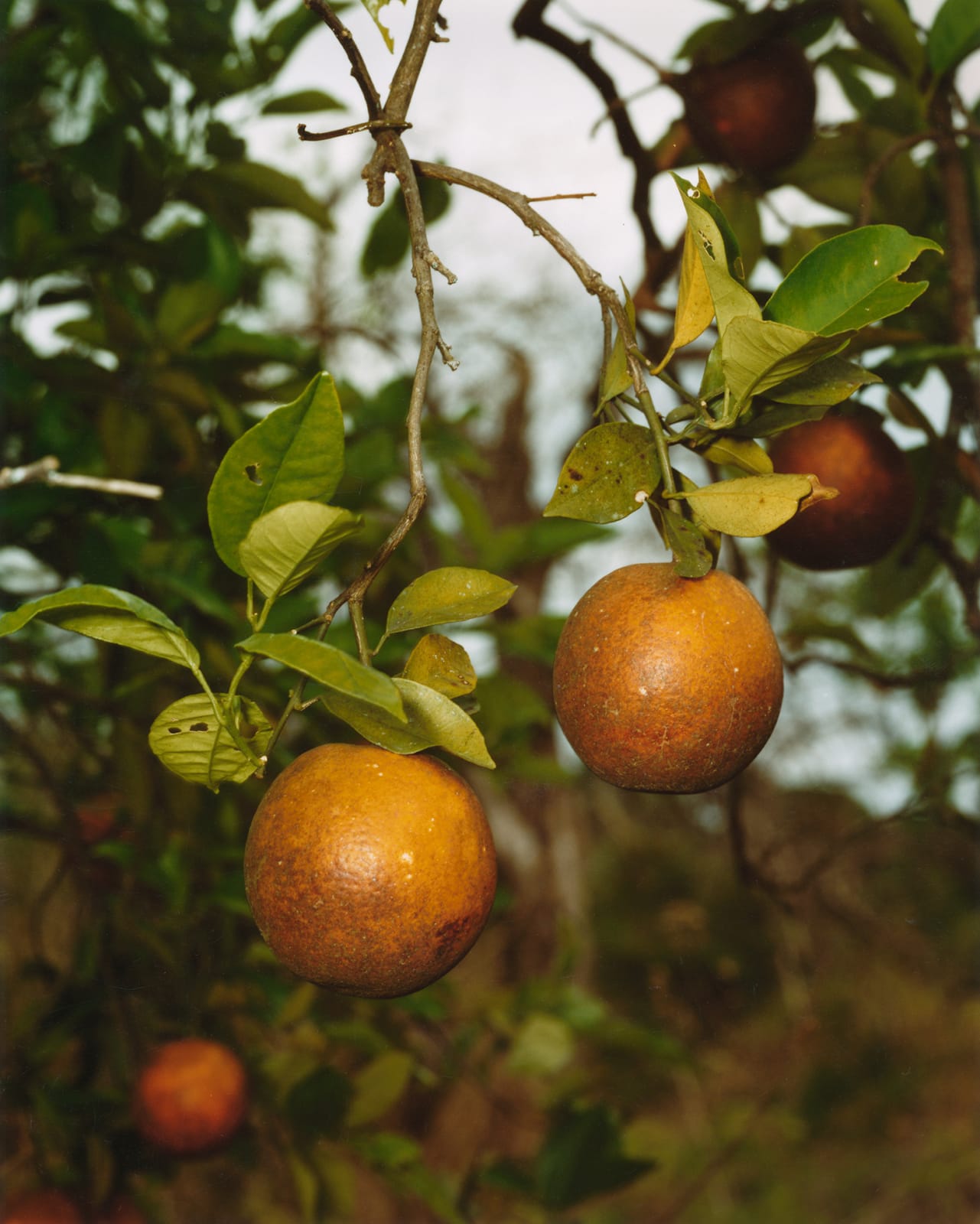 Roe Ethridge, Orange Grove # 6, 2004