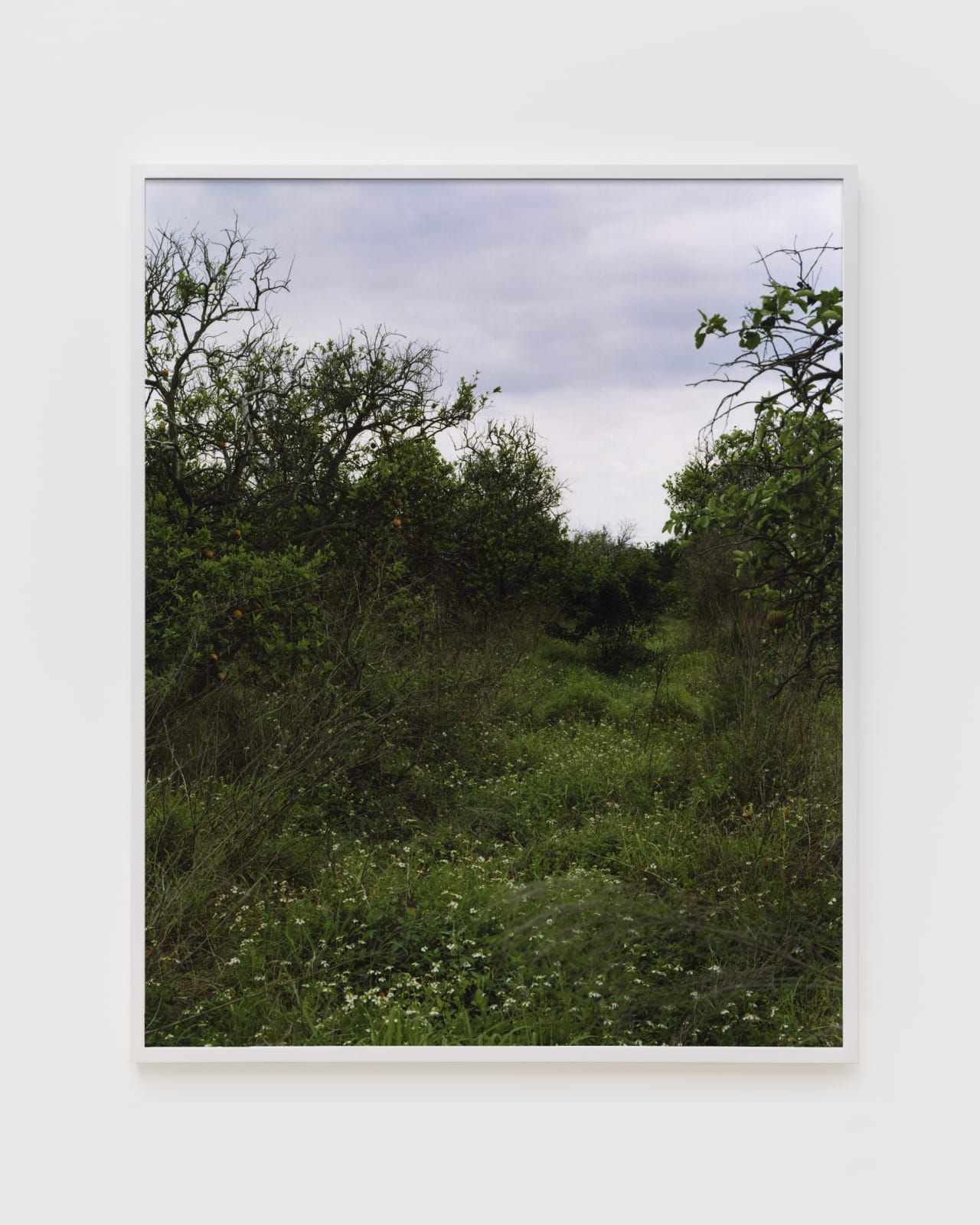 Roe Ethridge, Orange Grove # 8, 2004