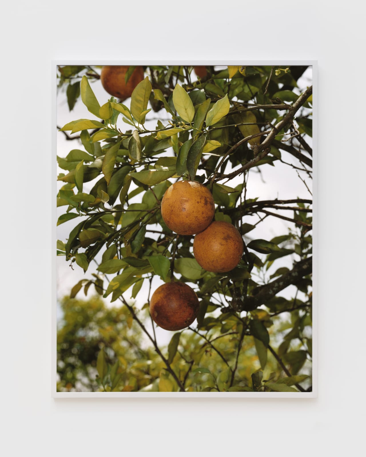 Roe Ethridge, Orange Grove #1, 2004