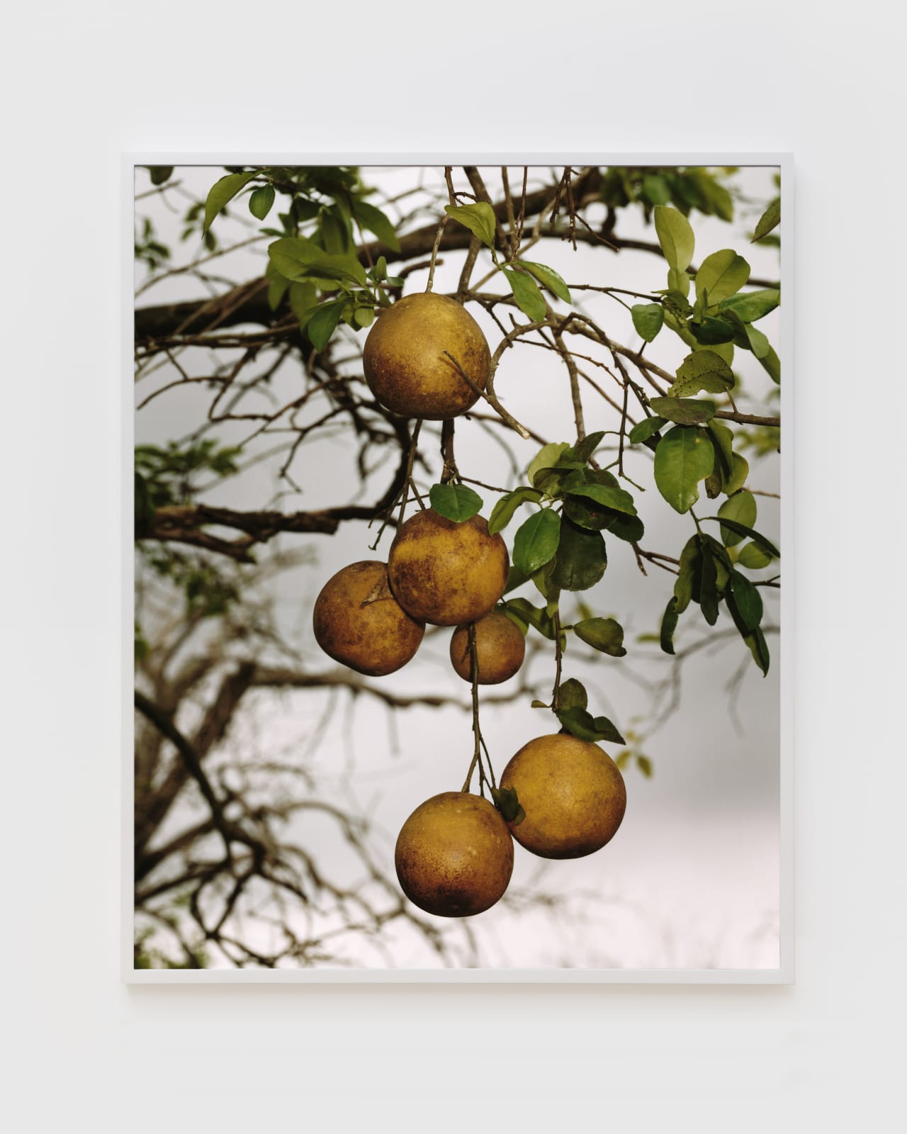 Roe Ethridge, Orange Grove #4, 2004