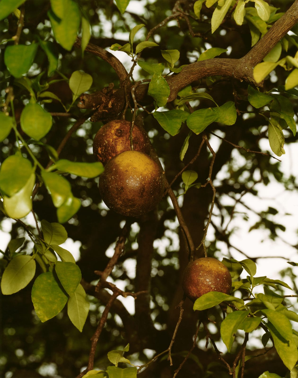 Roe Ethridge, Orange Grove #3, 2004