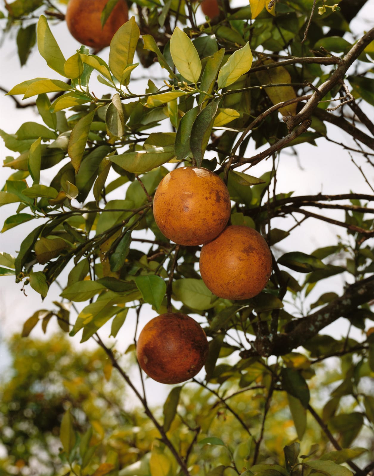 Roe Ethridge, Orange Grove #1, 2004