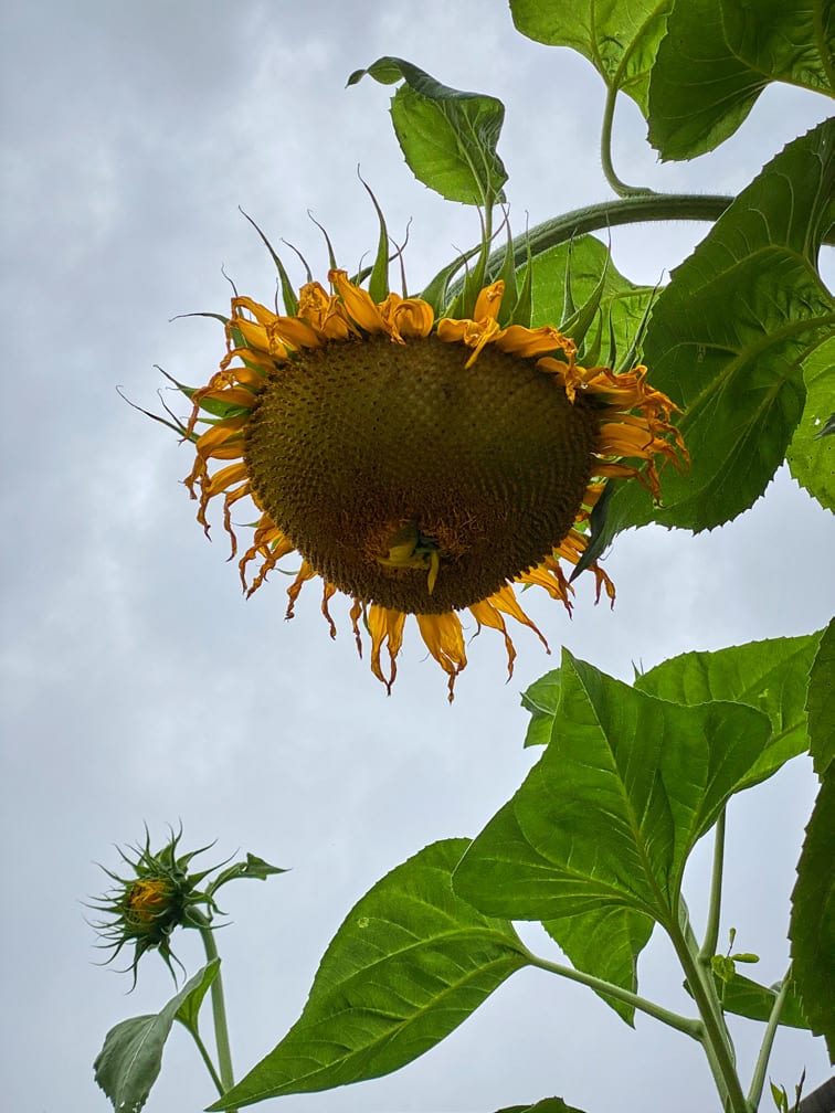 Roe Ethridge, Bent Sunflower in School Garden, 2020