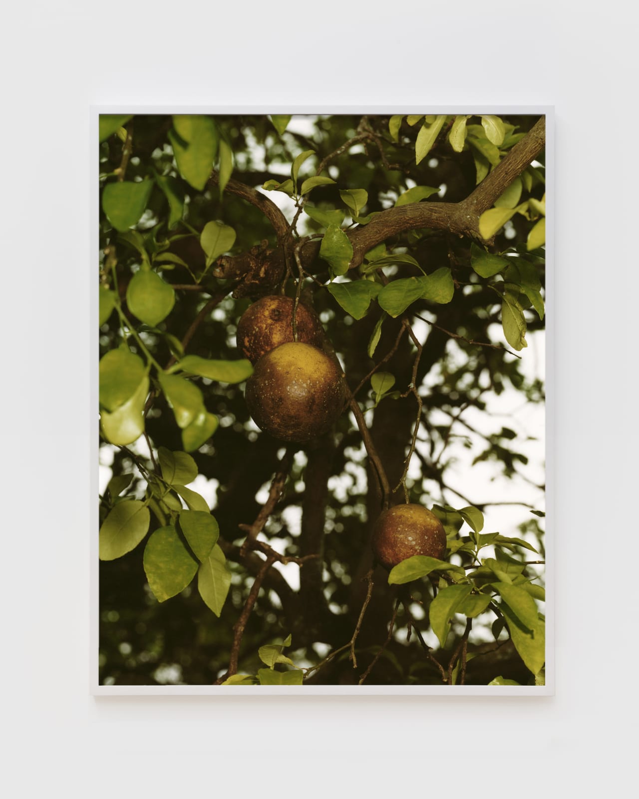 Roe Ethridge, Orange Grove #3, 2004