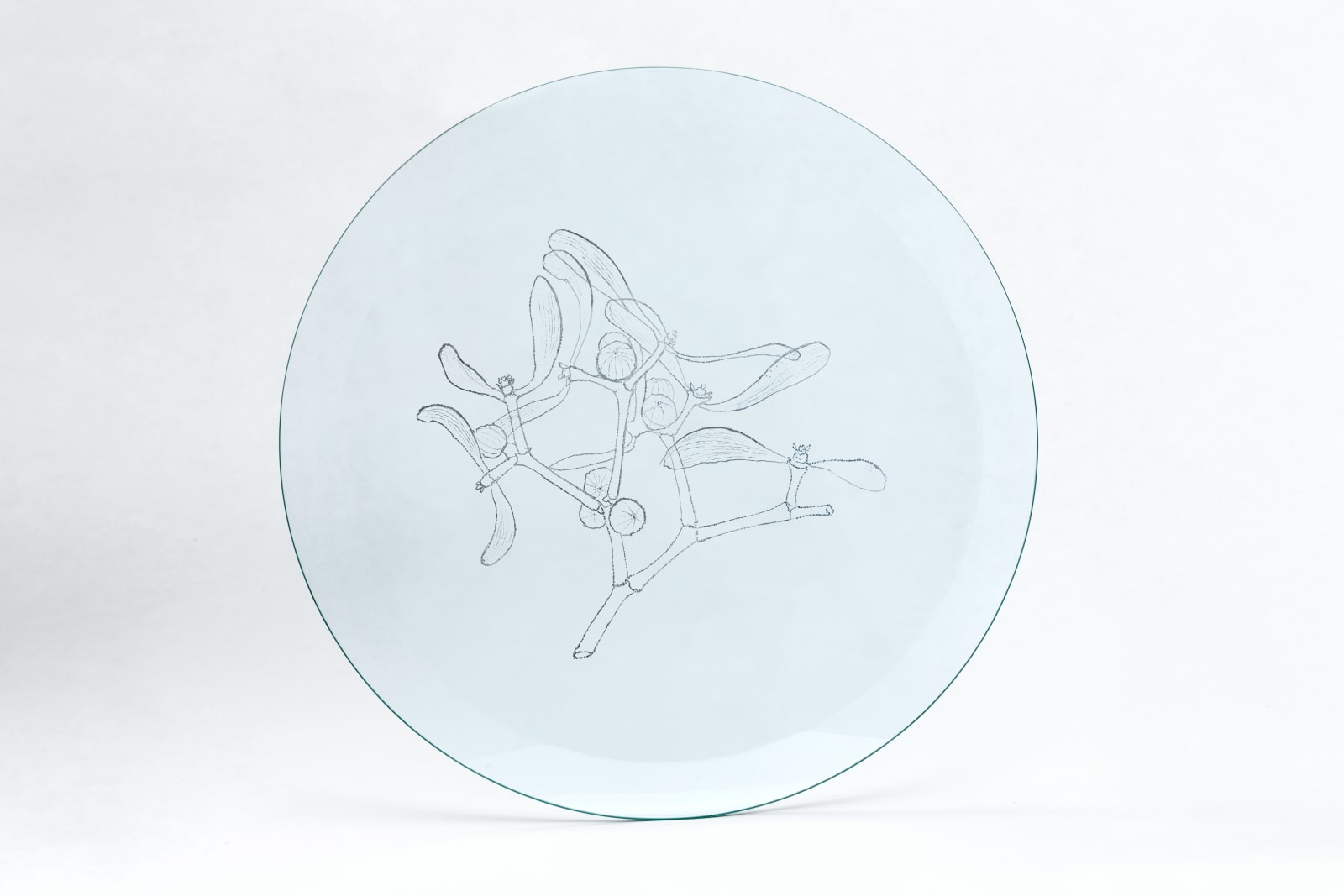 Анастасия Потемкина, Viscum album, 2019