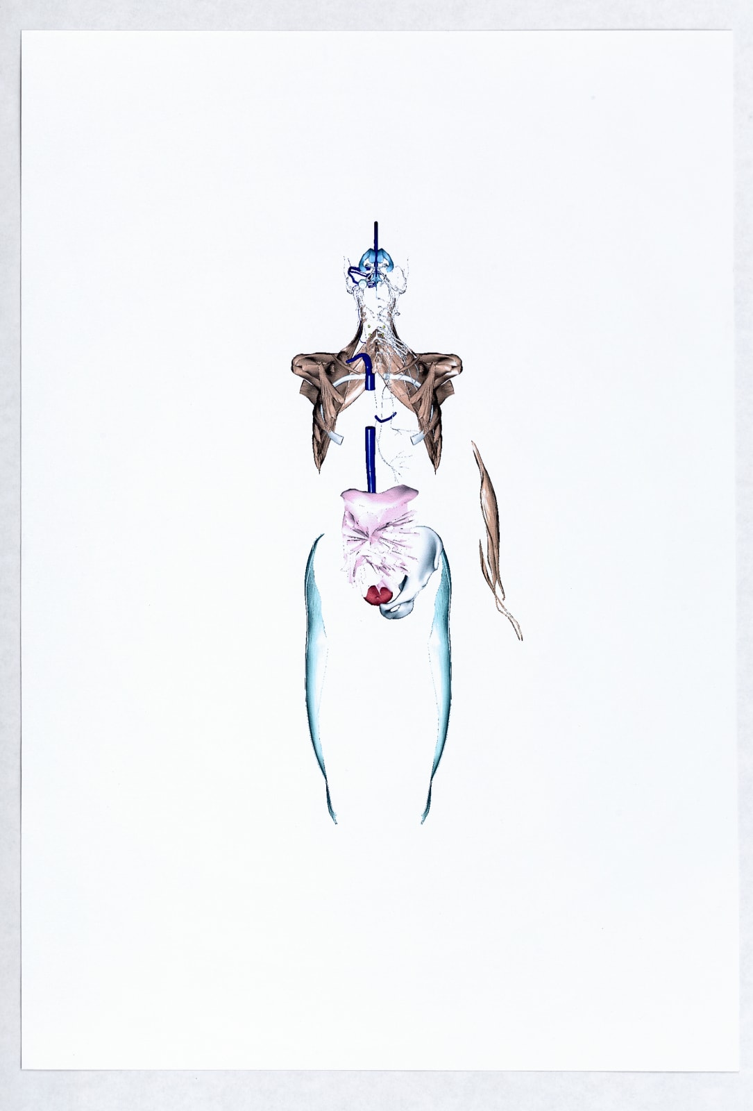 Валерия Абендрот, Urinary bladder, 2020