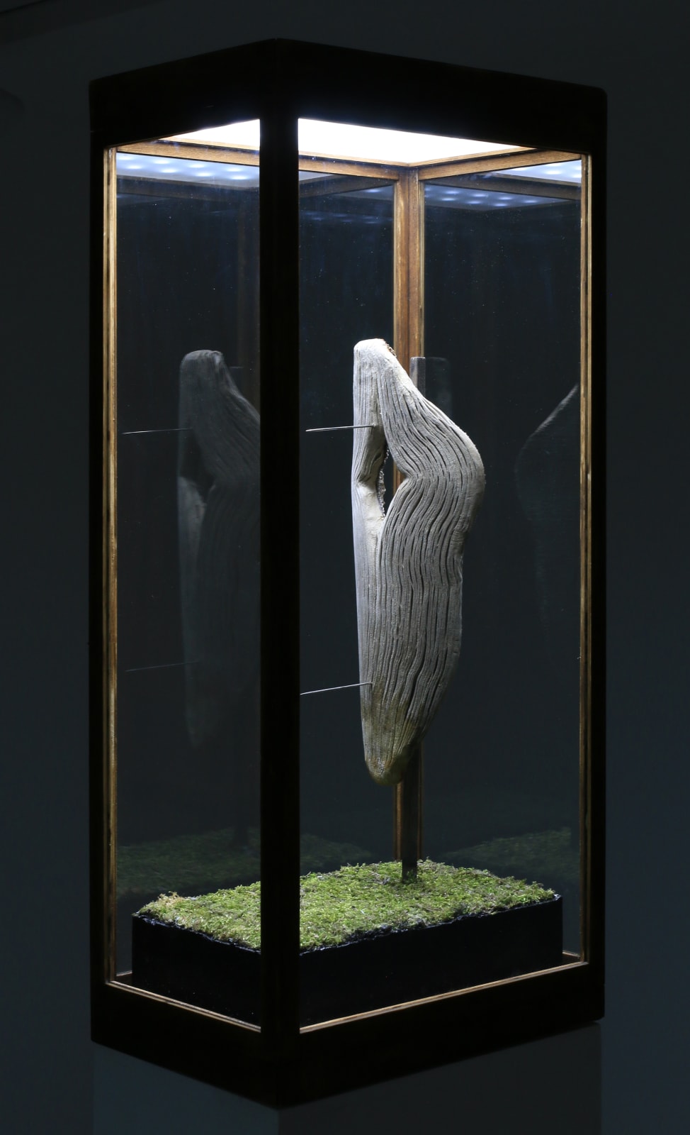 Павел Брат, E.V.C.F.E. XXXIV, 2016