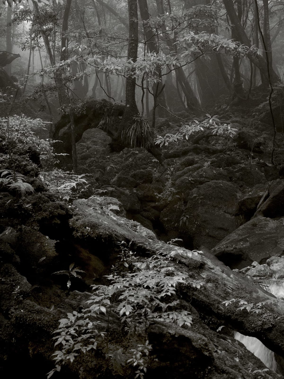 Pierre-Elie de Pibrac, Mono no Aware #5, 2021