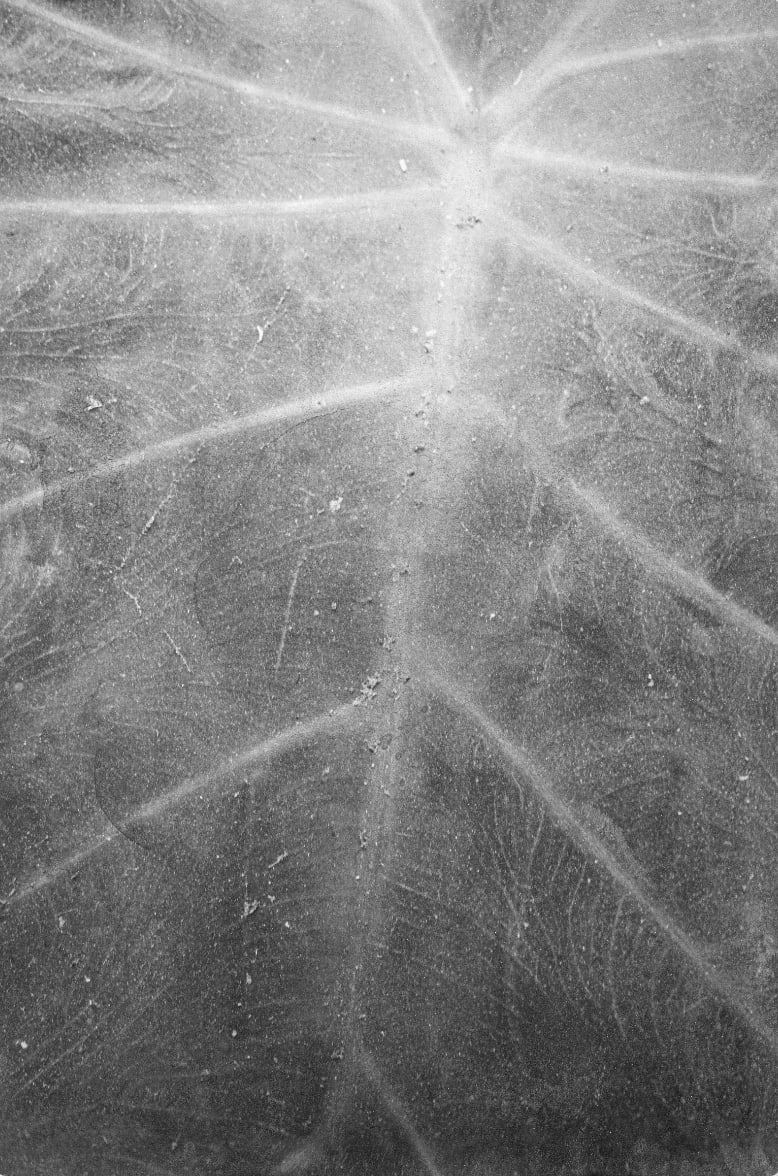 Ilanit Illouz, Limbe, 2025