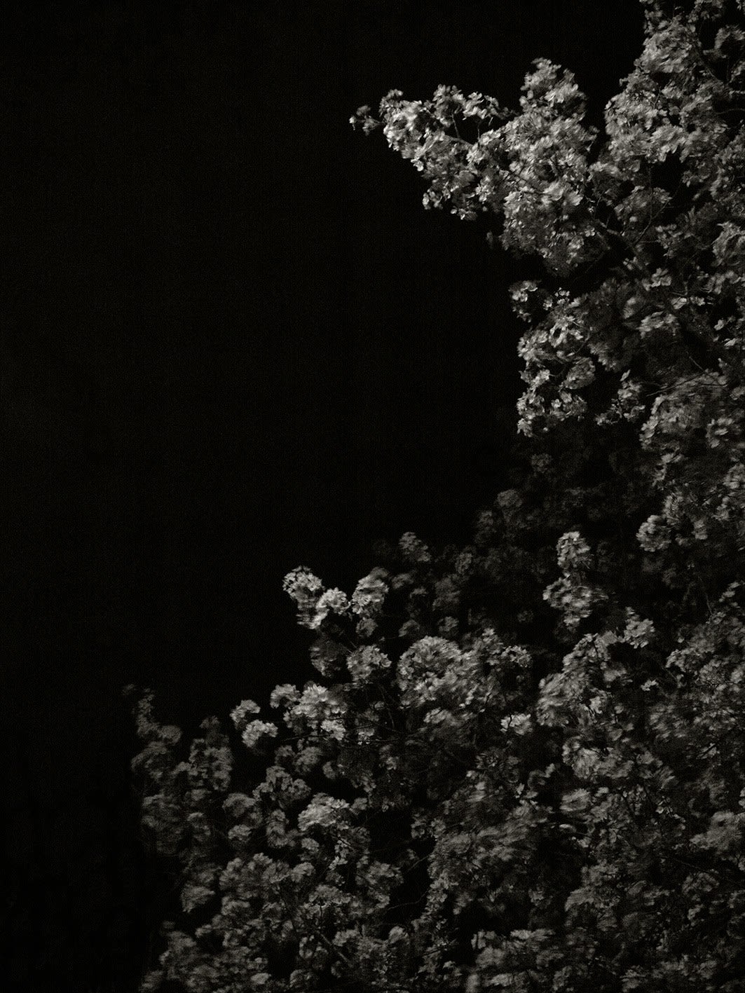 Pierre-Elie de Pibrac, Mono no Aware #6, 2021