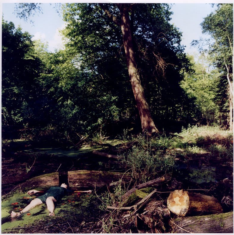 Anya Gallaccio, Now the leaves are falling fast, 2000