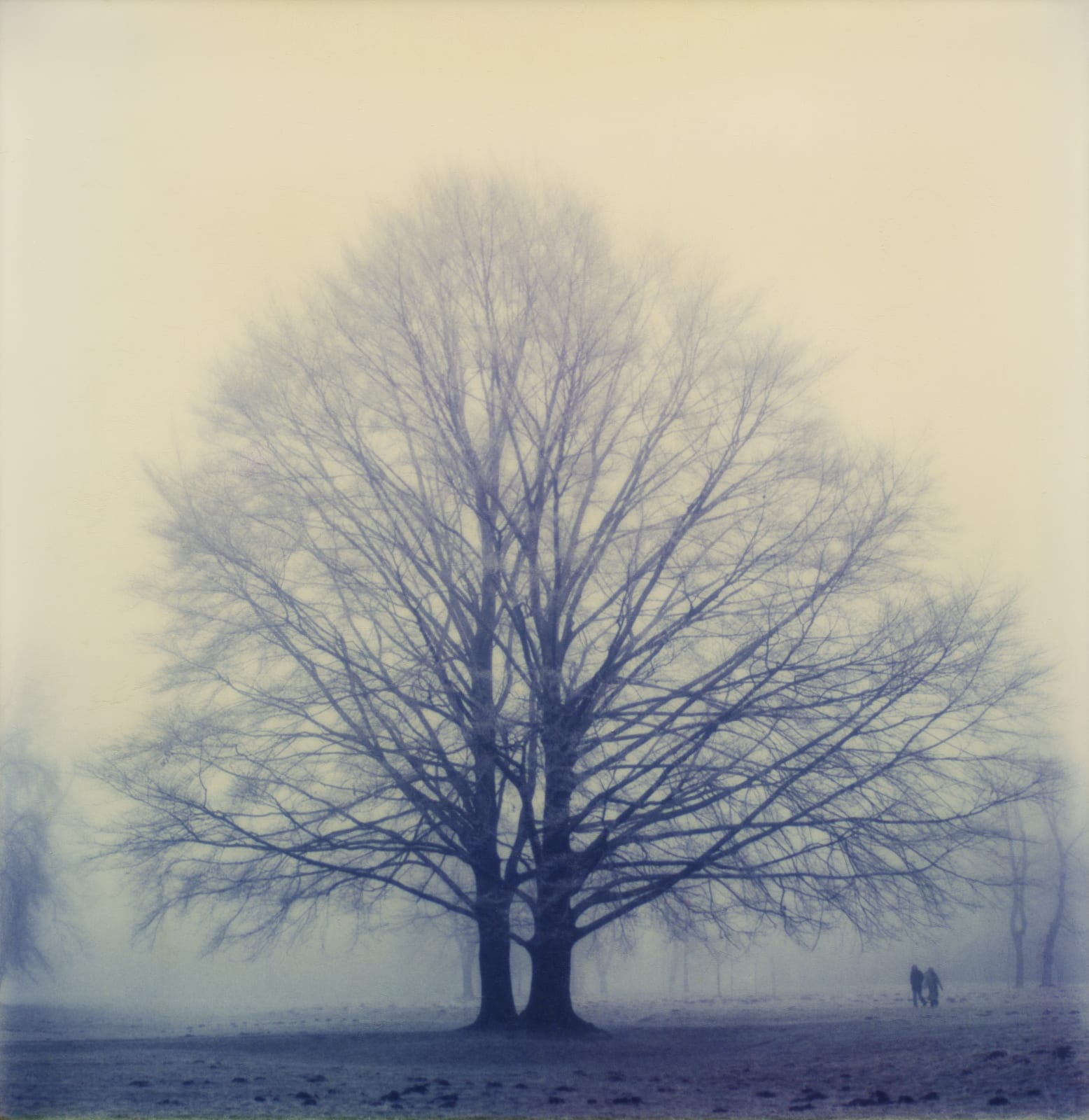Robby Müller, Winter Tree, Englischer Garten, Munich, 1980s