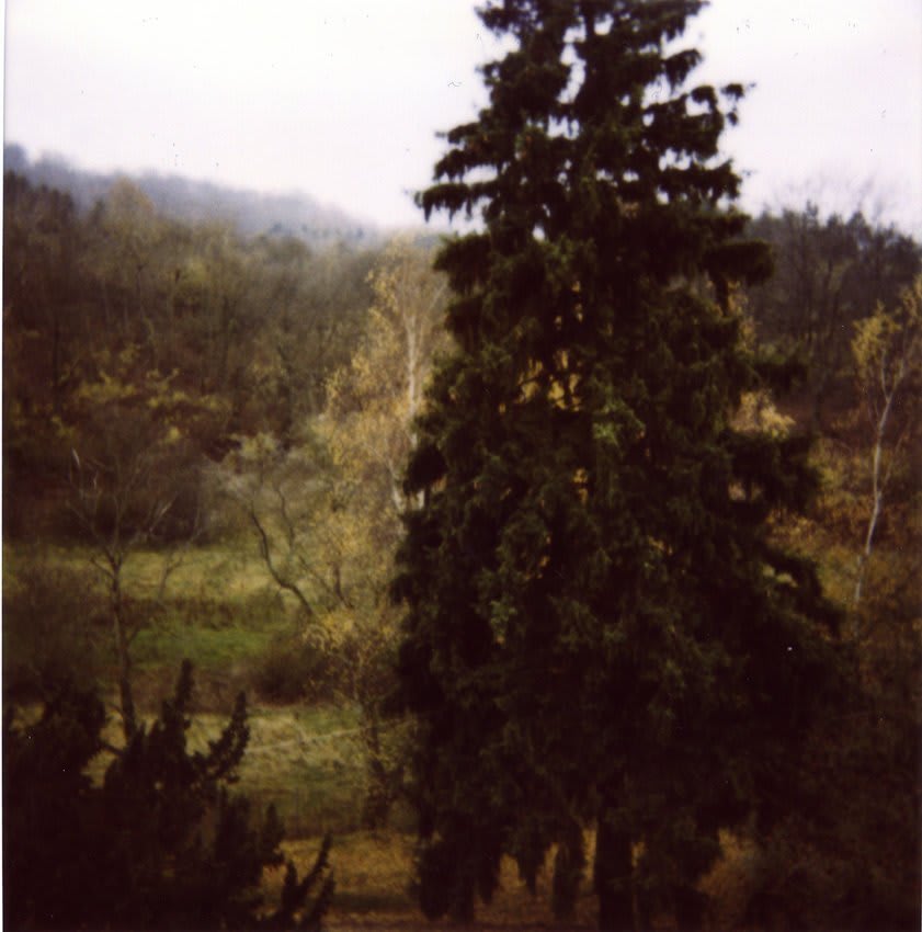 Erik Wesselo, Forest Time (Big green pine tree), 1997-2001