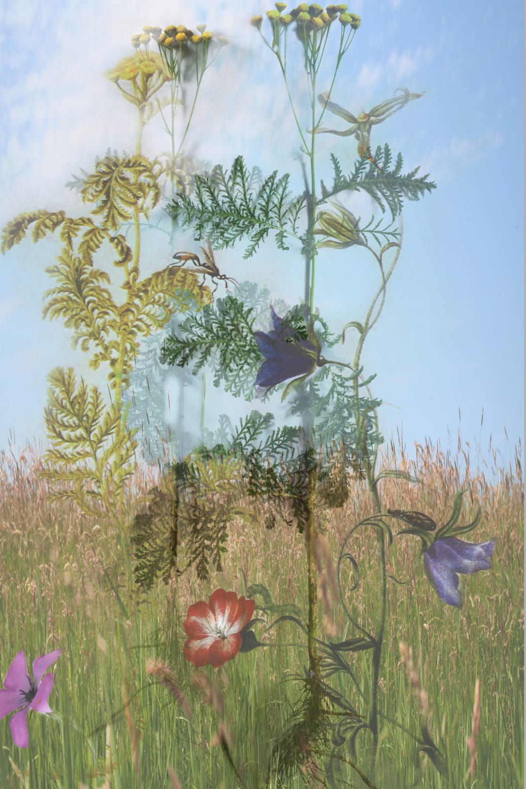 Ella Reitsma.Snoep, Wild flowers nature reserve Wieuwerd. Drawing eldest daughter M.S. Merian c. 1690 Academy of Sciences St. Petersburg, 2017