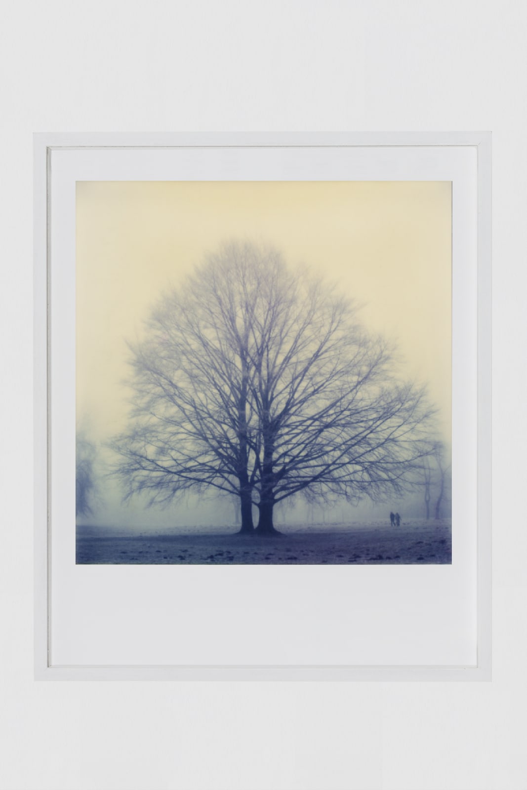 Robby Müller, Winter Tree, Englischer Garten, Munich, 1980s