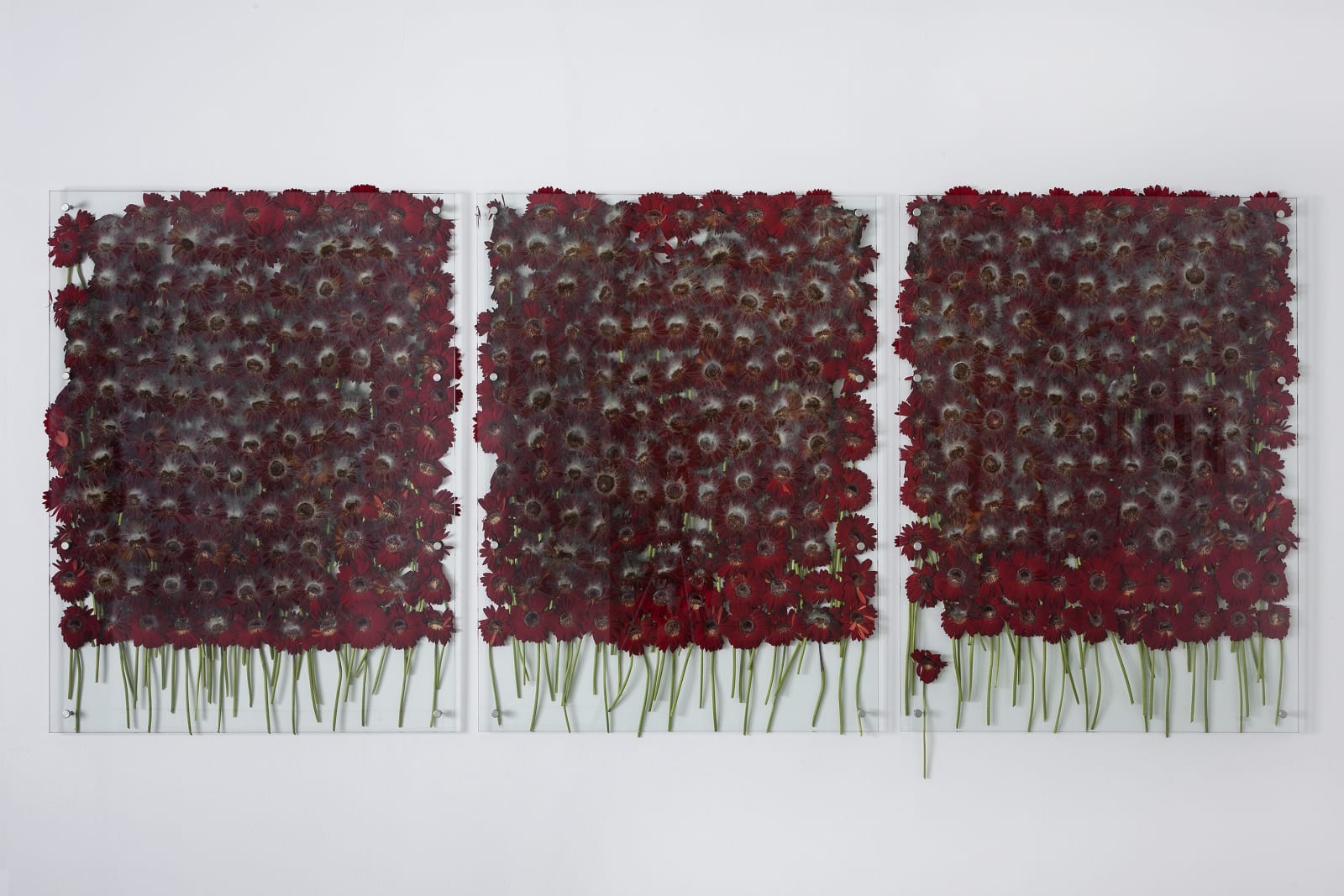 Anya Gallaccio, Preserve 'beauty', 1991-2017