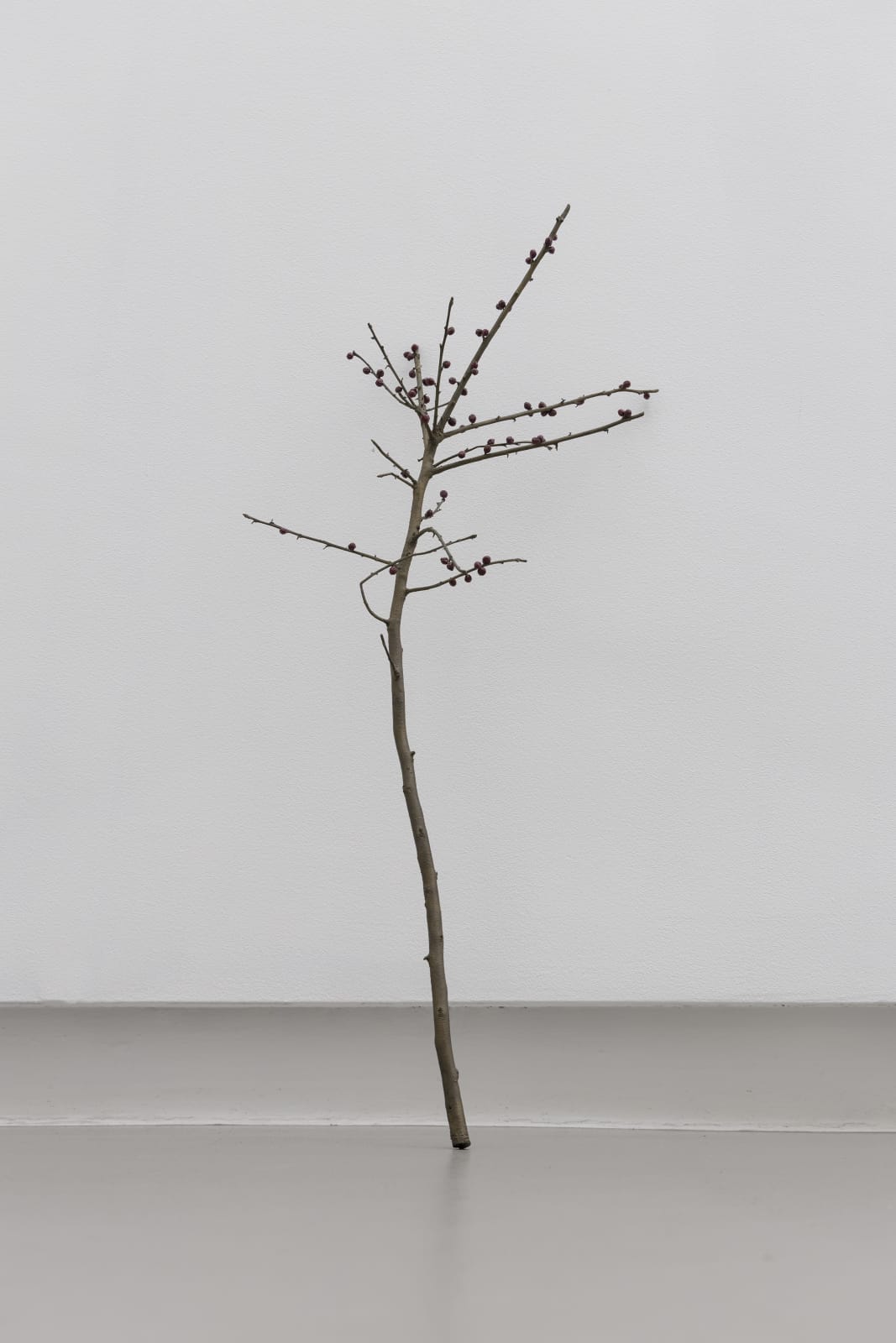 Anya Gallaccio, It must give pleasure, 2001