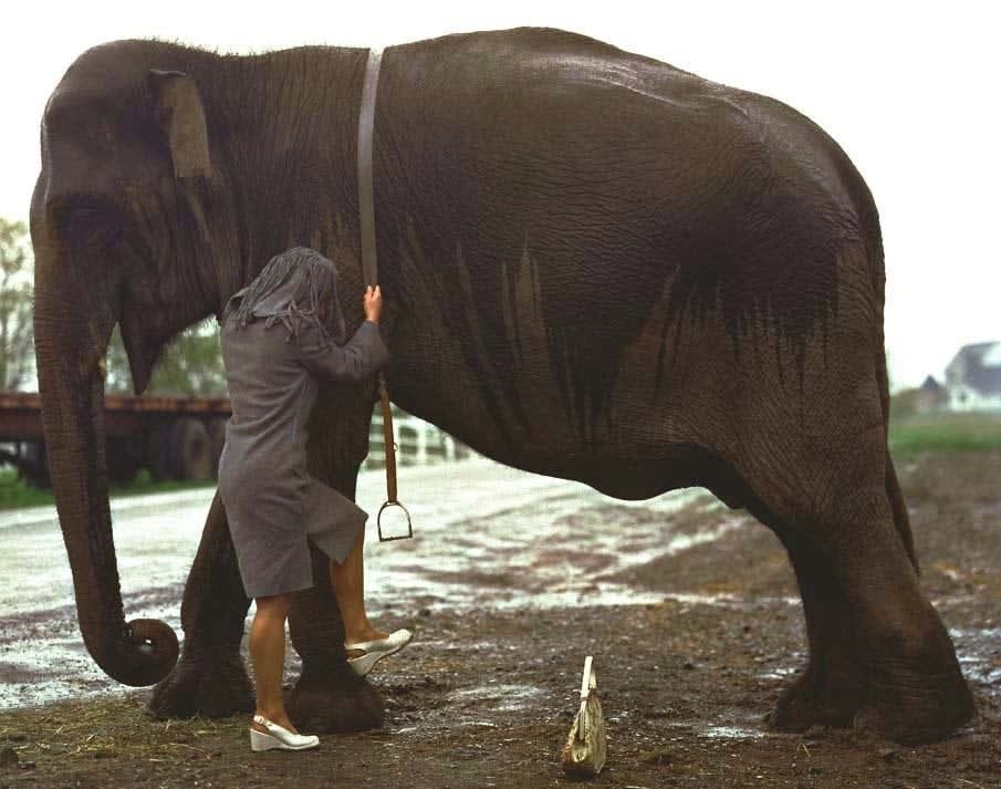 Liza May Post, Trying, 1998