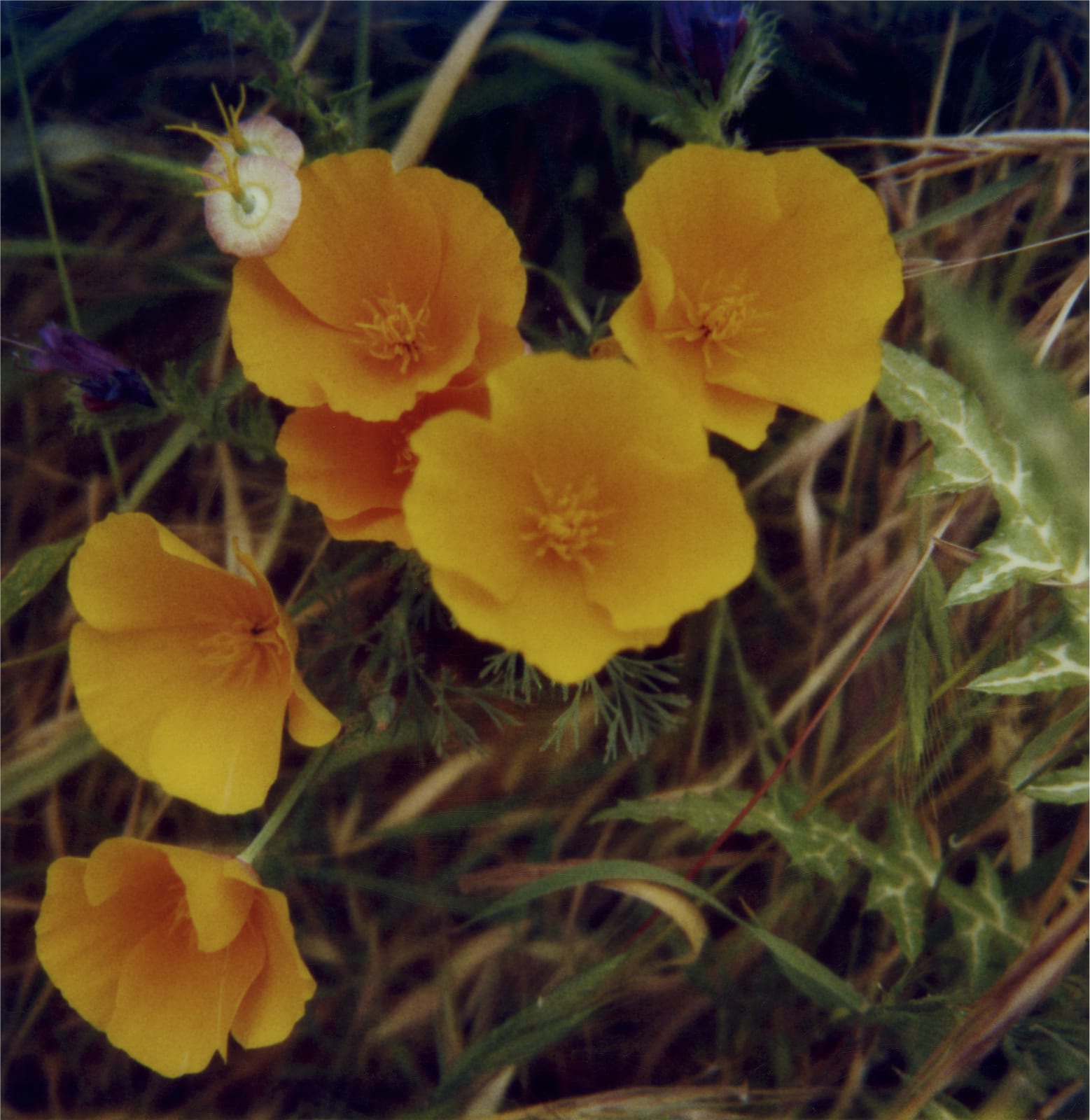 Robby Müller, California poppies, La Palma, 1987