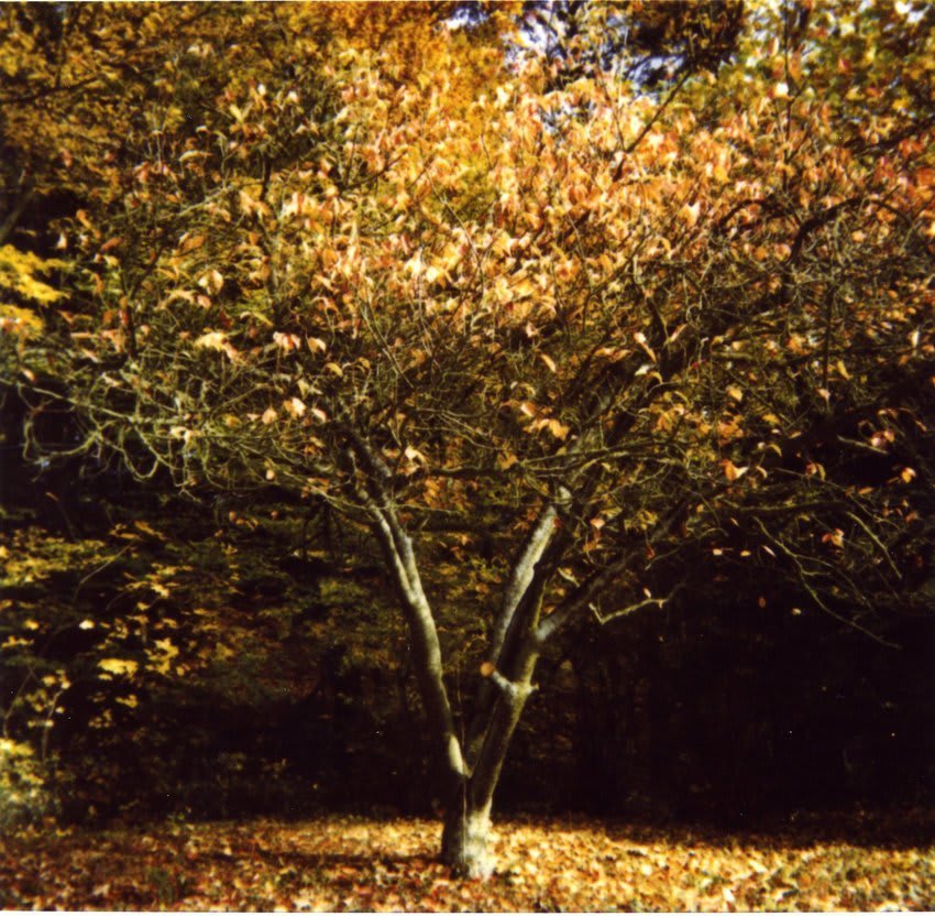 Erik Wesselo, Forest Time (Autumn Tree), 1997-2001