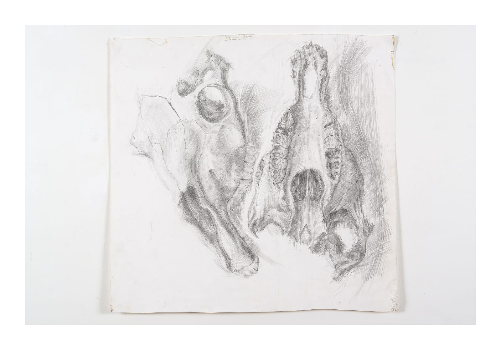 Drawings, Skull, Ladysmith, South Africa, 1999