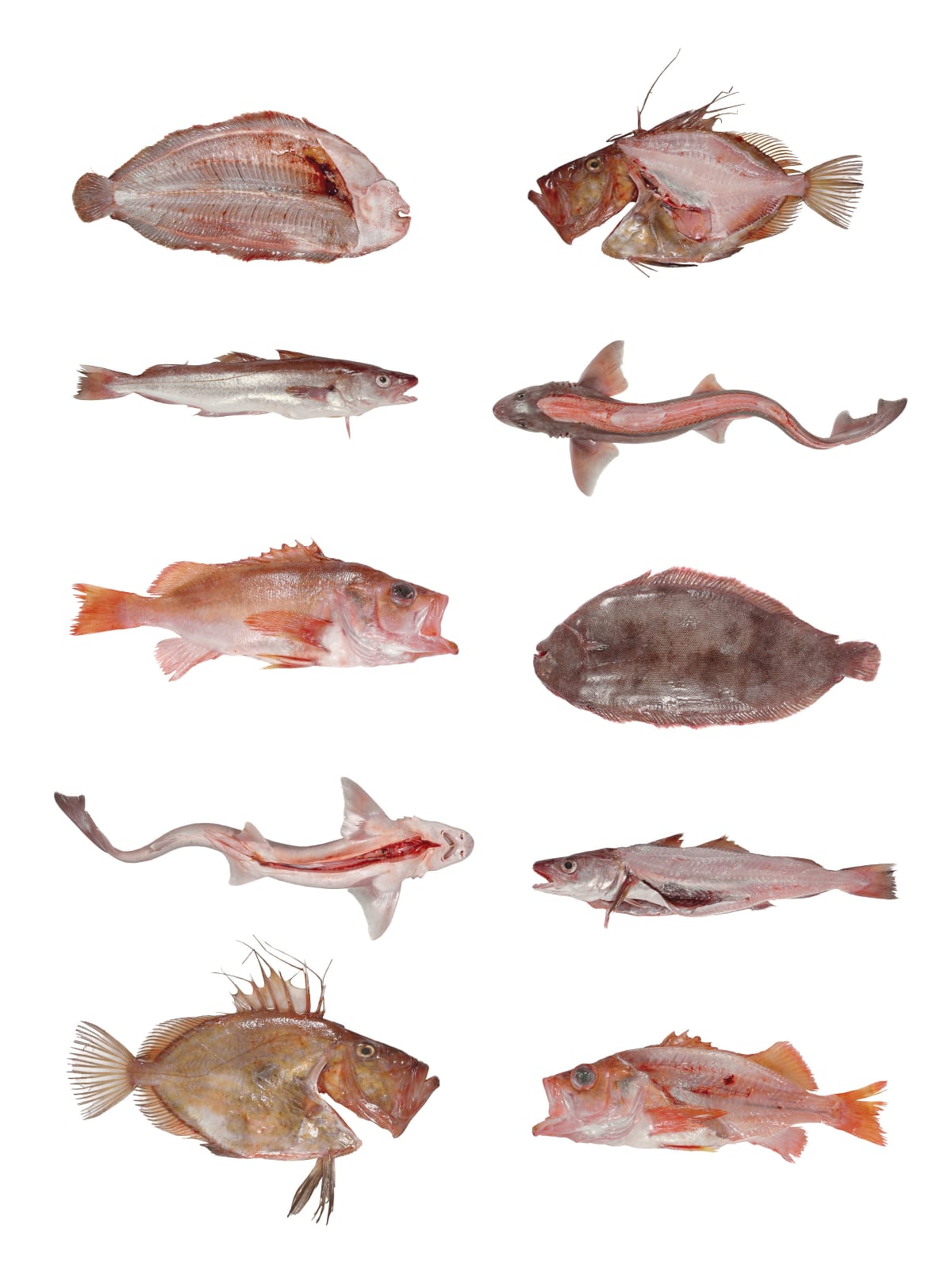 Photography, Five Fish, 2008