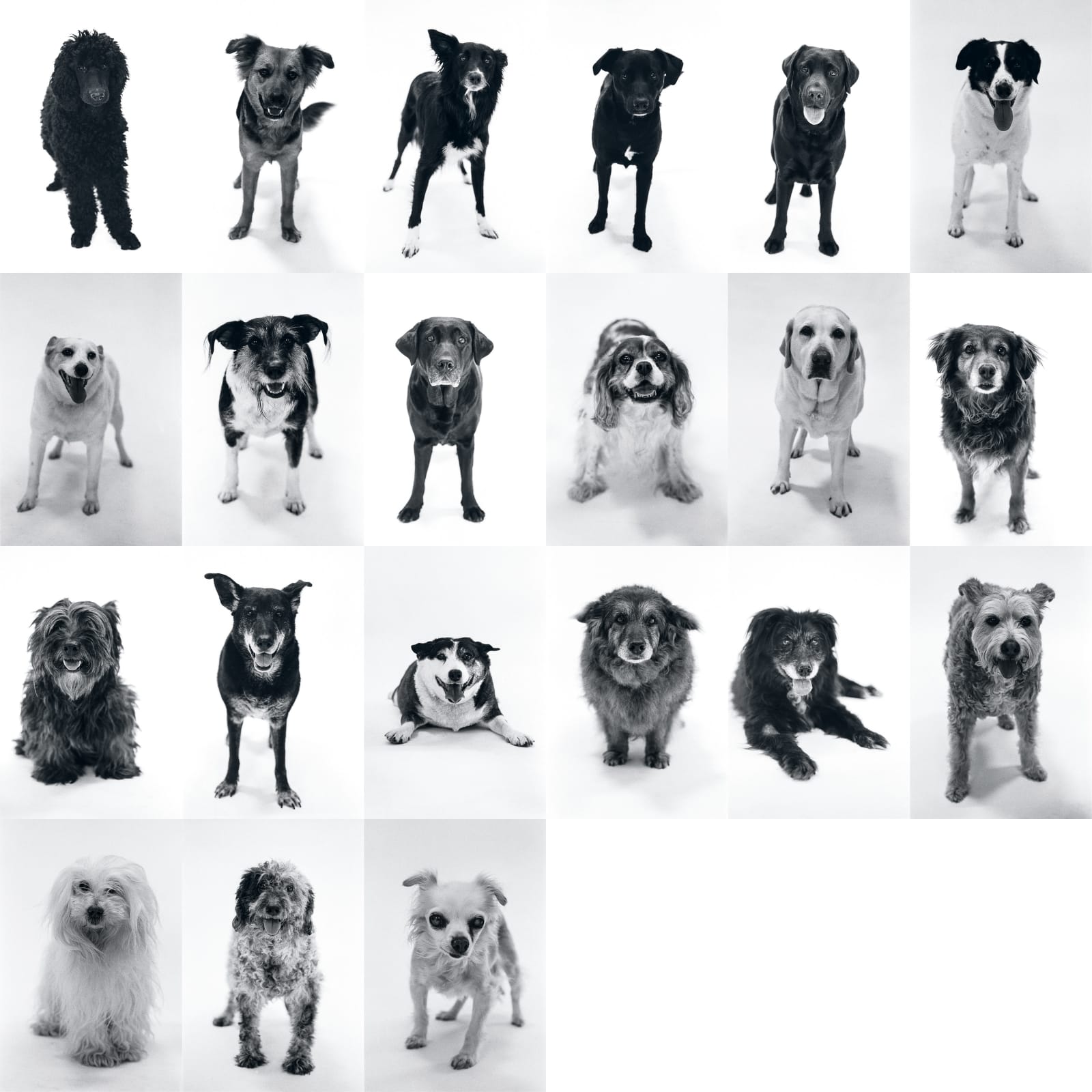 Photography, Birthday, Dogs, 1 - 20 years (female), 1996