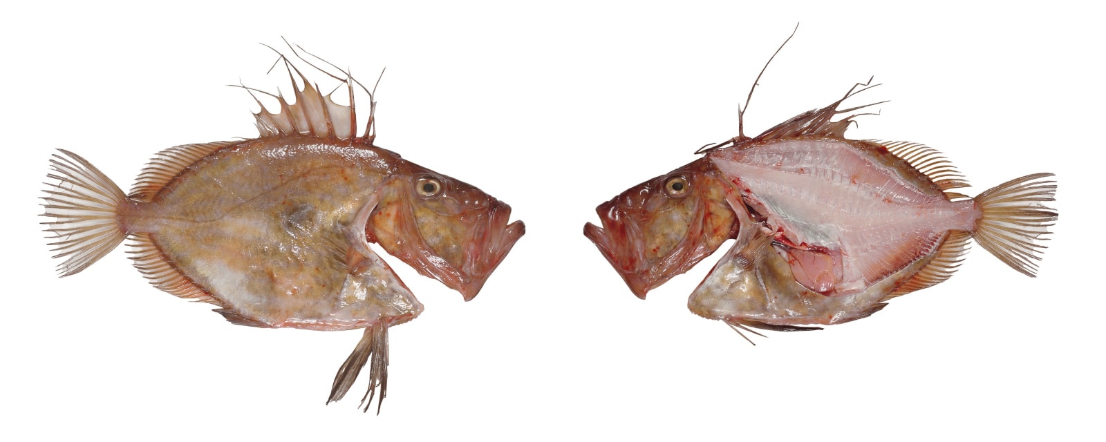Photography, A John Dory, 2008