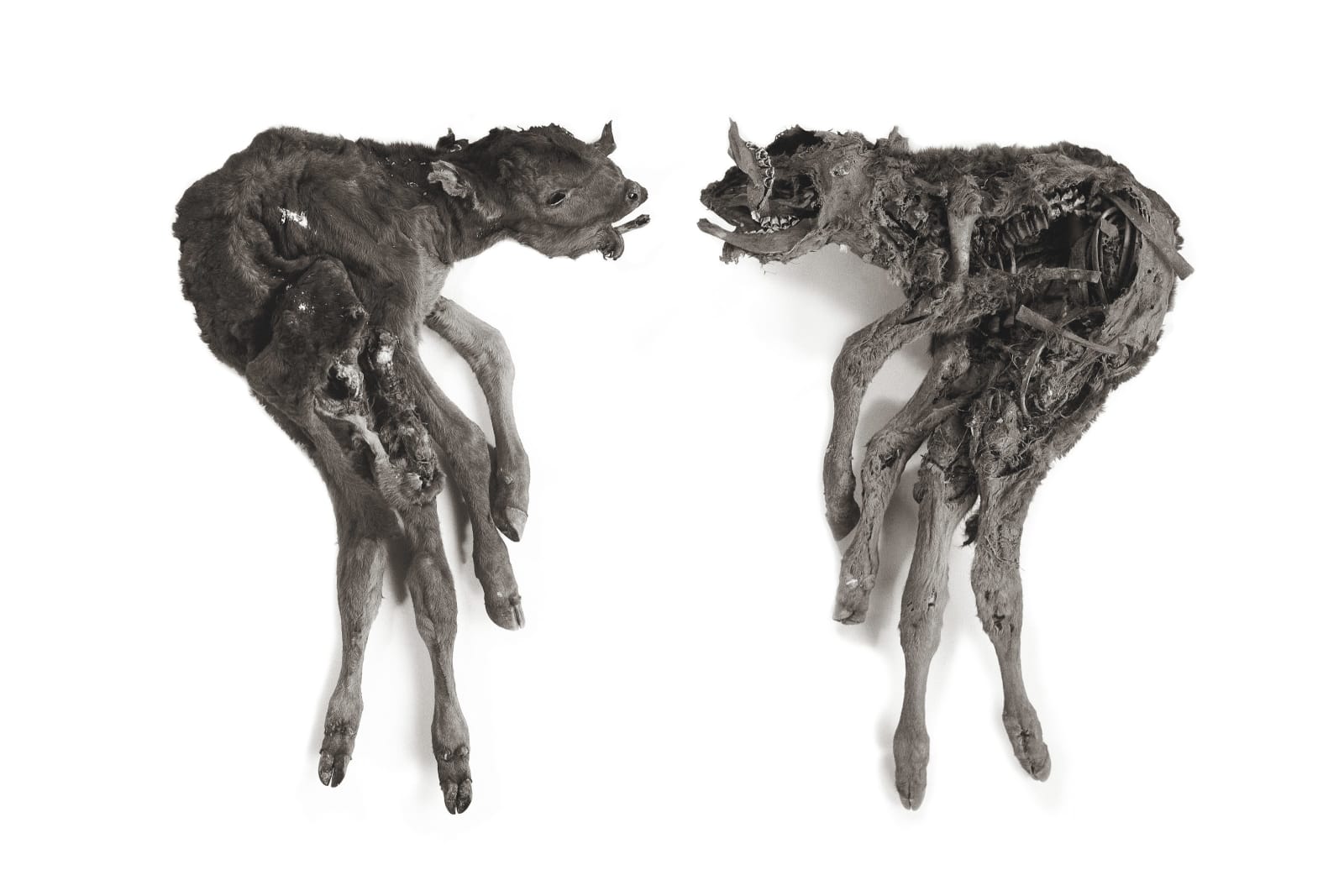 Photography, Veau, 1999