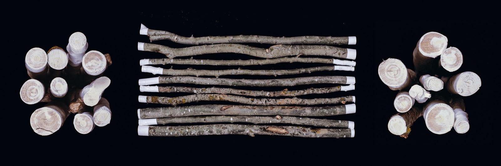 Photography, Frène (Family Tree series), 2008