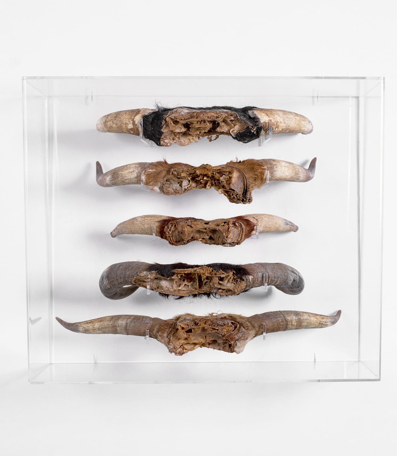 Sculptures, Ceremonial Horns, Africa, 1999