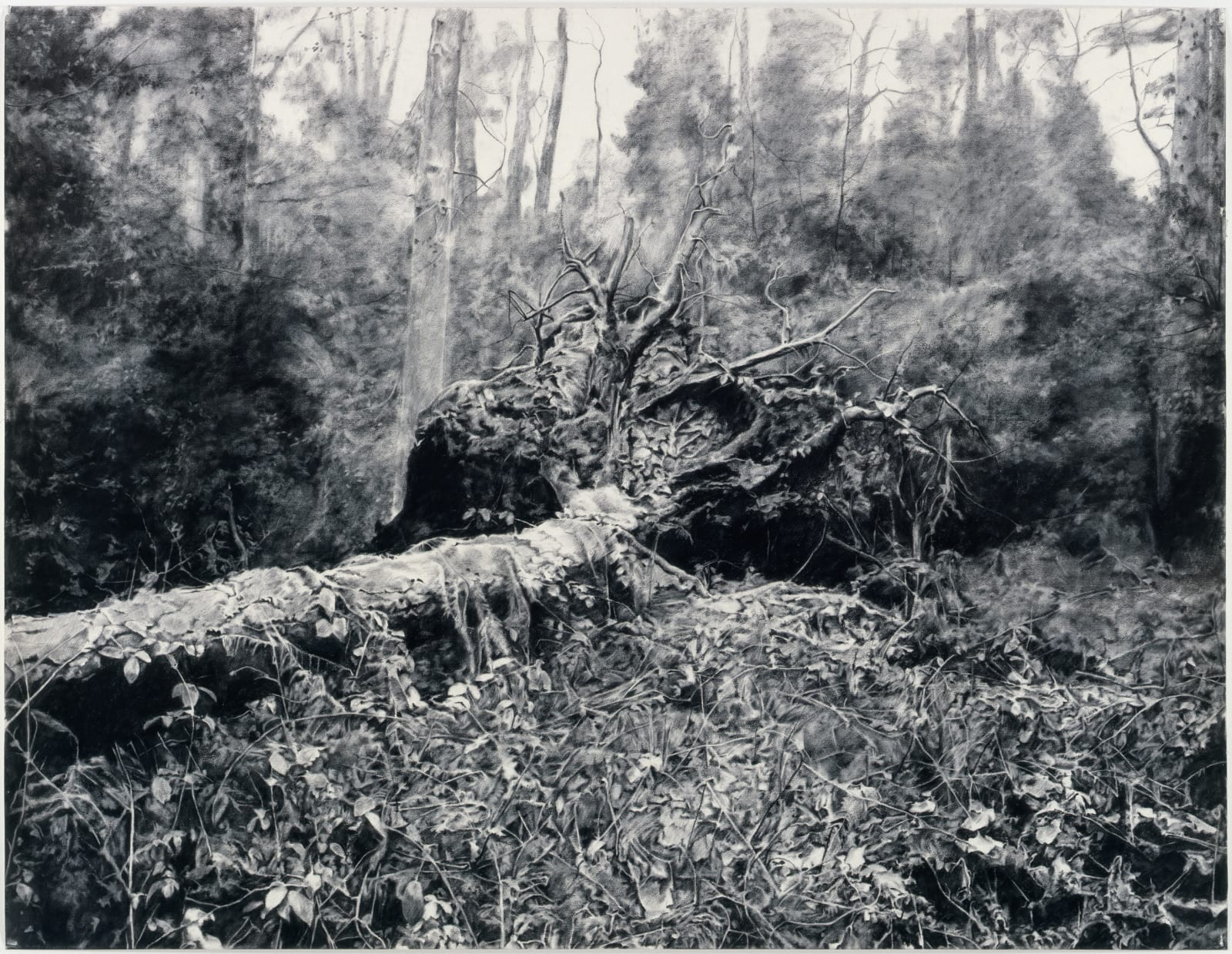 George Shaw, Woodsman 5, 2009
