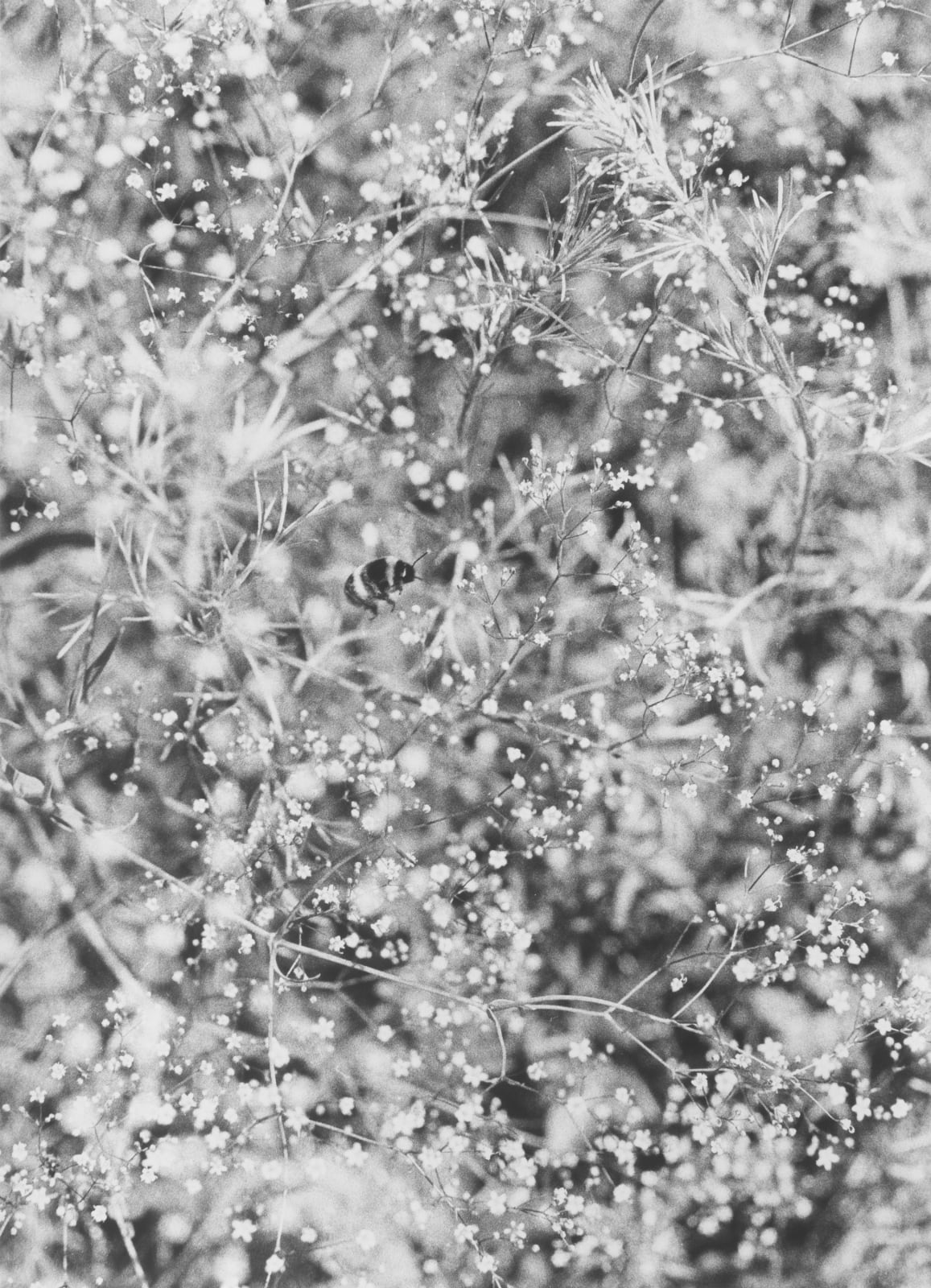 Jochen Lempert, Bumble Bee's Work, 2024