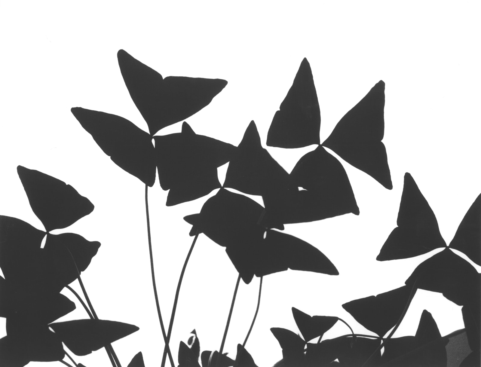 Jochen Lempert, Tri-Folium, 2025