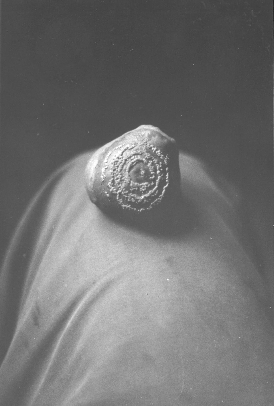 Jochen Lempert, Fungi Apple Knee, 2025