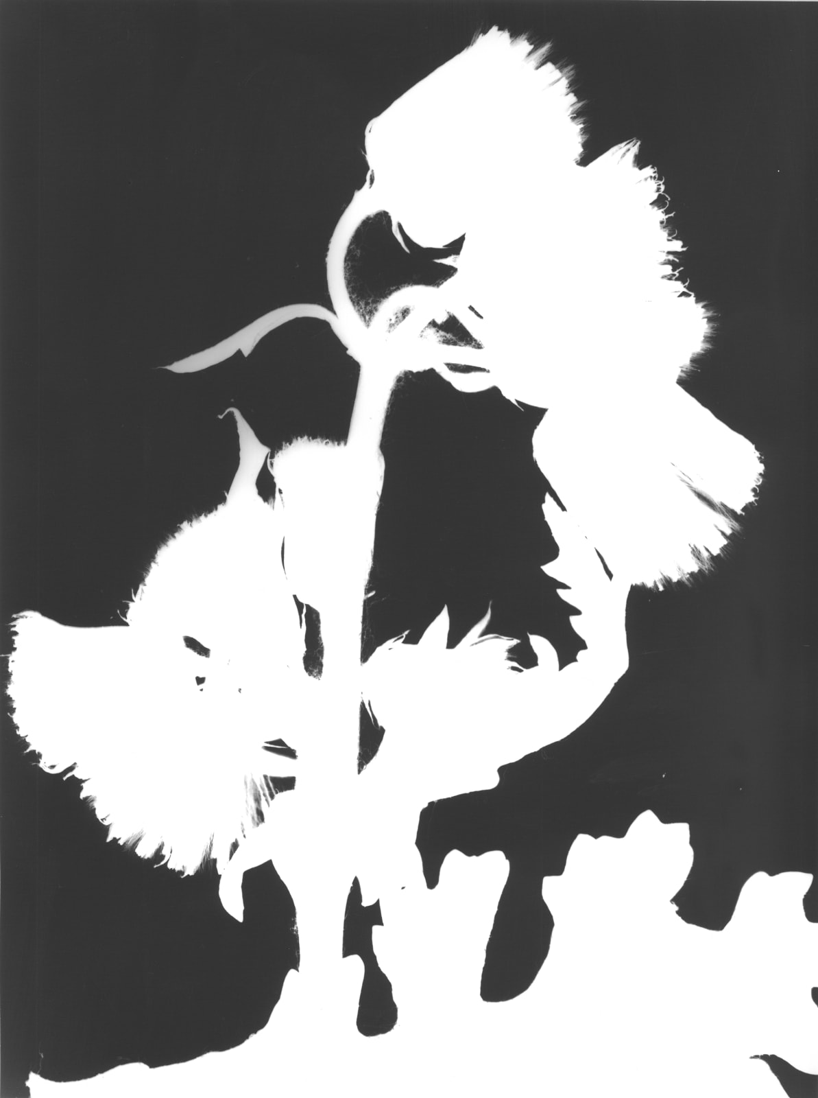 Jochen Lempert, Senecio, 2025