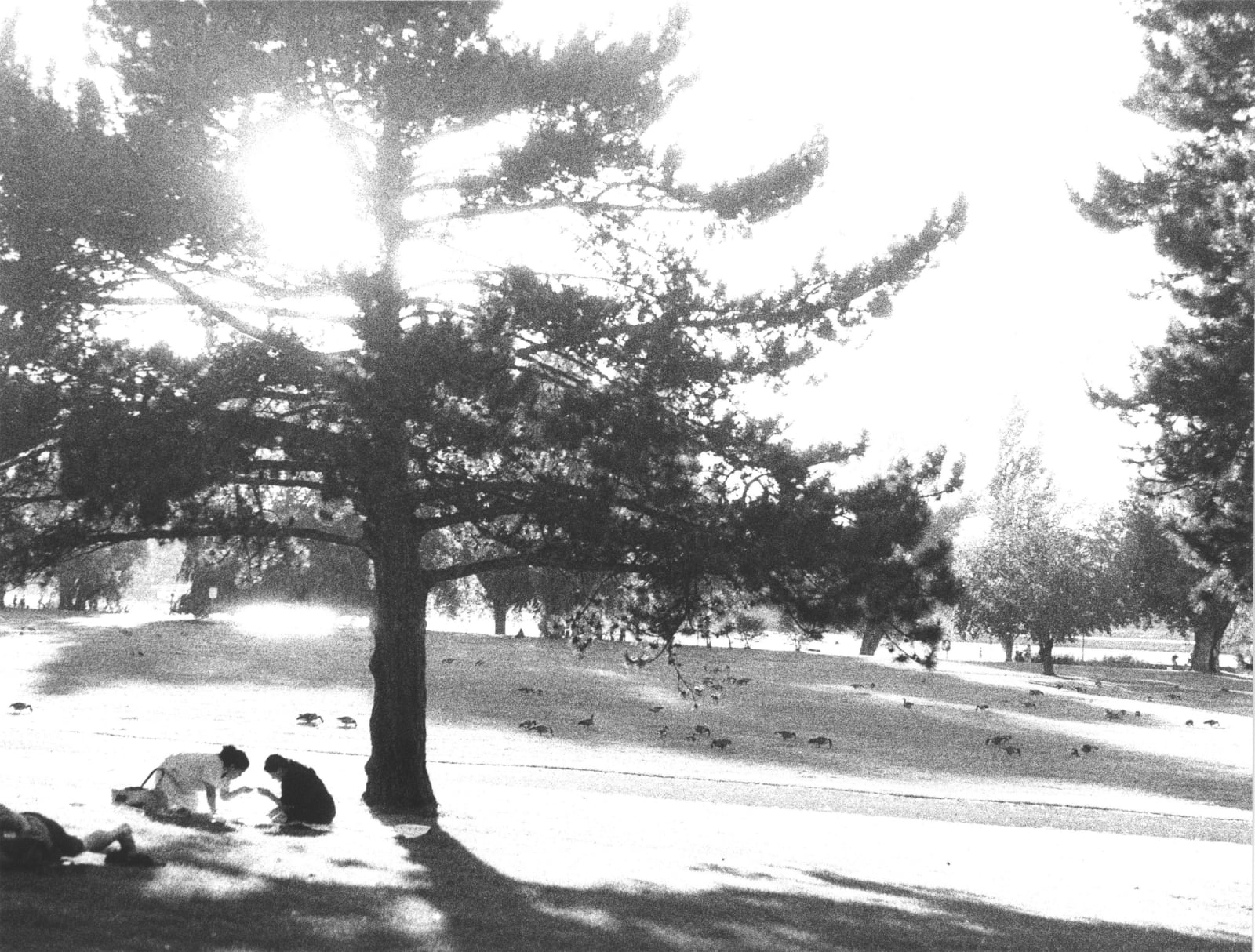 Jochen Lempert, Parklandschaft, 2024