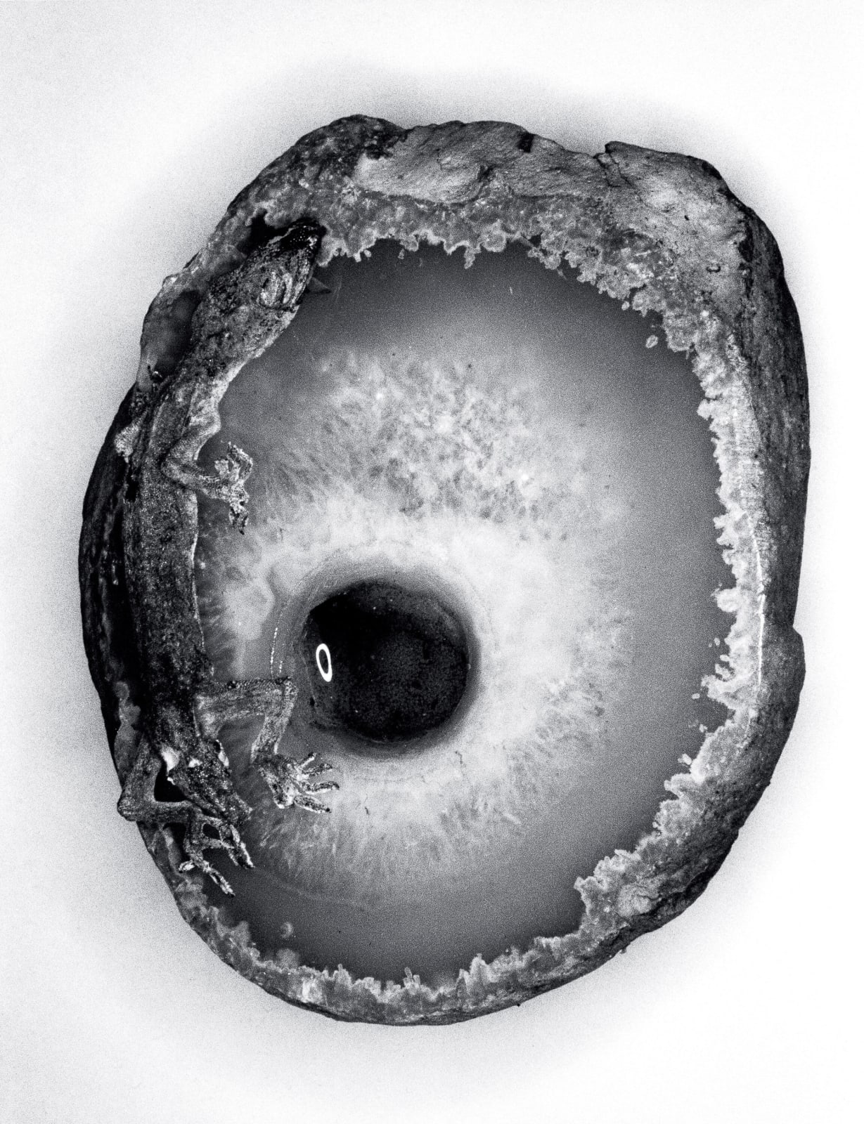 Nobuyoshi Araki, Untitled (Erotos), 1993