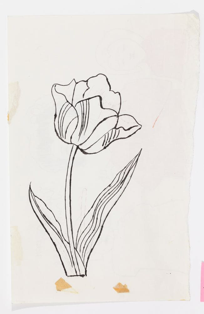 Andy Warhol, Tulip, ca. 1955